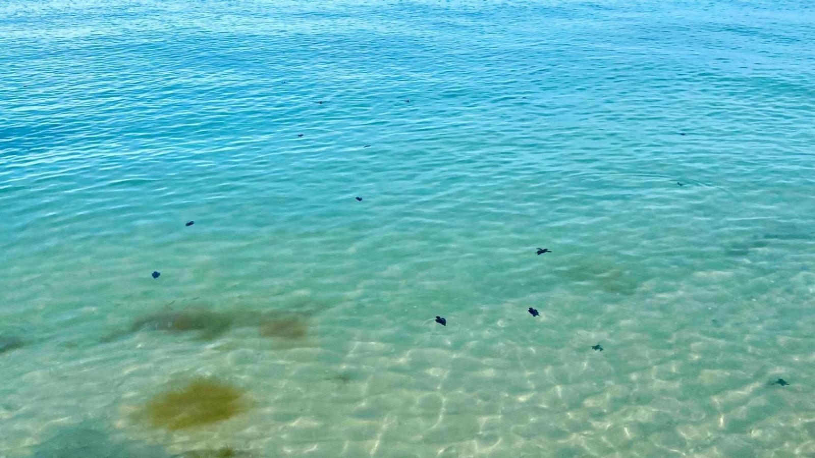 Beachfront Apartment With Swimming Pool. One Bedroom Celestun Esterno foto